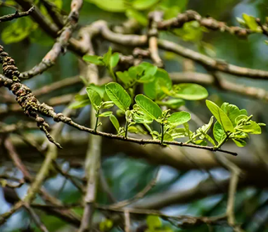 Arjuna Extract