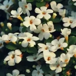 Bacopa-monnieri (1)