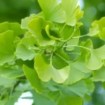 Ginkgo-Biloba