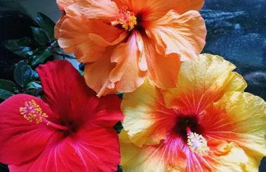 Hibiscus Extract
