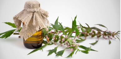 Motherwort Extract