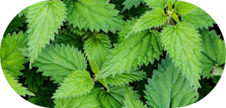 Nettle Root