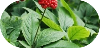 Panax Ginseng 