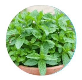 Peppermint