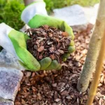 Pine-Bark-Extract