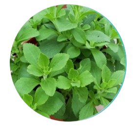 Stevia 